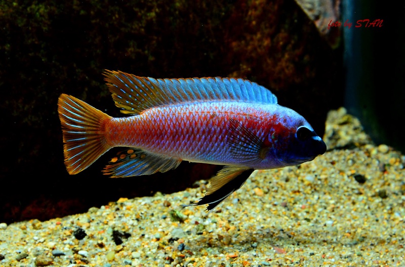 Labeotropheus trewavasae 'Makankha Reef'